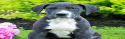 Great Dane dogs for sale: Russ  - Ad 3