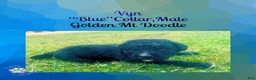 Mixed Breed dogs for sale: ⭐ Vyn — Blue Collar • Male Golden Mt Doodle - Ad 5