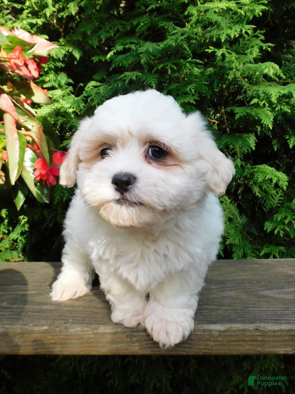 Teddy Bear dogs Fluffy  - Ad 2