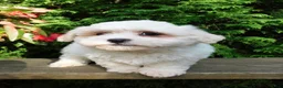 Teddy Bear dogs for sale: Fluffy  - Ad 2