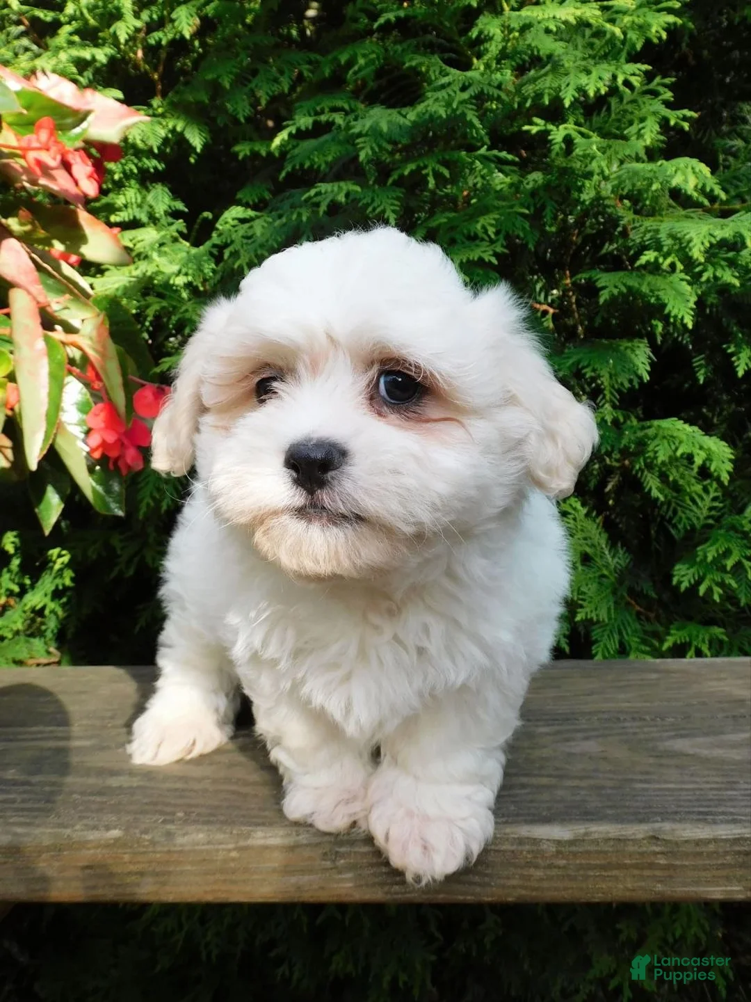 Teddy Bear dogs for sale: Fluffy  - Ad 2