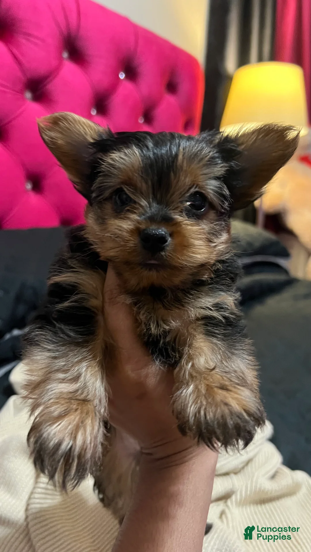 Yorkshire Terrier dogs for sale: Yorkshire Terrier Puppy 2 - Ad 2