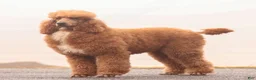 Standard Poodle dogs for sale: Michael  - Ad 6