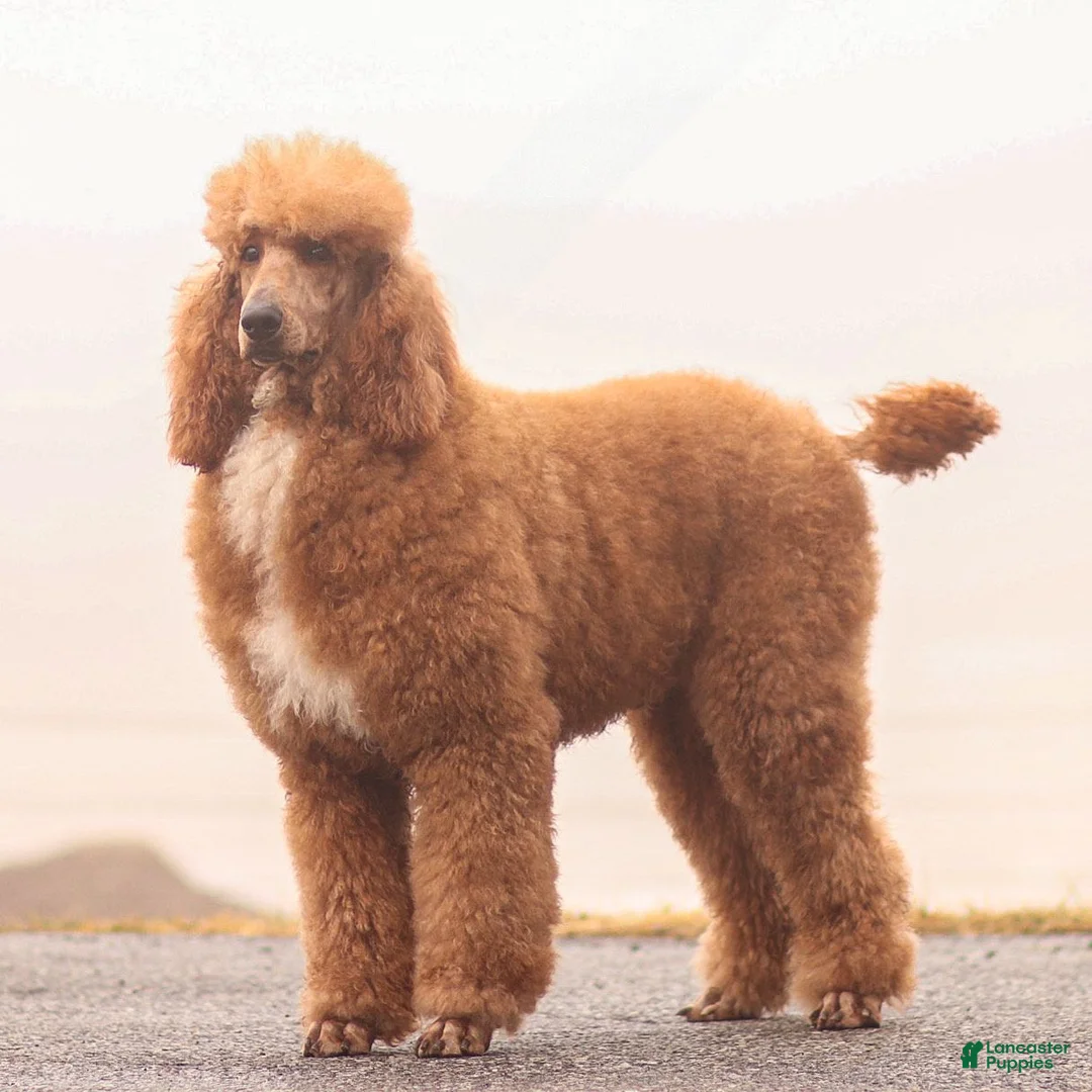 Standard Poodle dogs for sale: Michael  - Ad 6