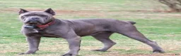 Cane Corso dogs for sale: Bear - Ad 10