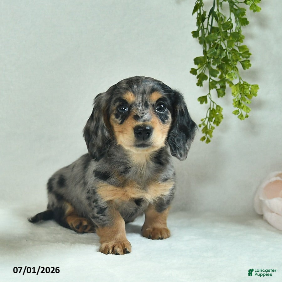 Miniature Dachshund dogs for sale: Gonnalee  - Ad 4