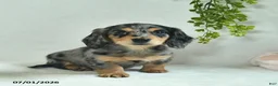 Miniature Dachshund dogs for sale: Gonnalee  - Ad 1