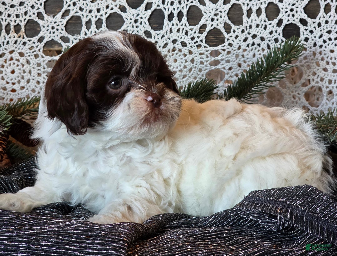Shihpoo dogs for sale: Jackson - Ad 5