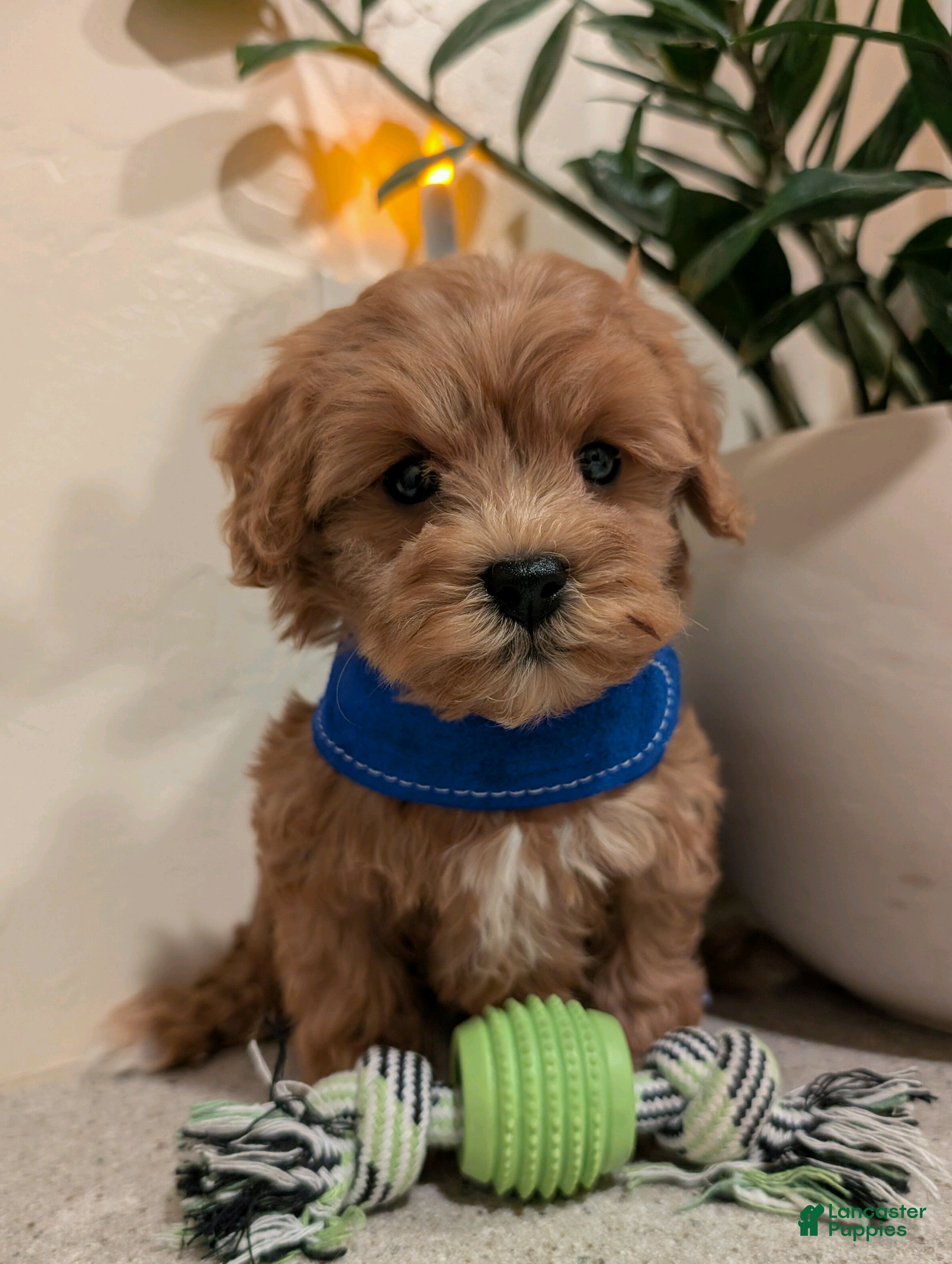 Cavapoo dogs for sale: Tinker  - Ad 3