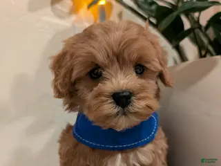 Cavapoo dogs Tinker - Ad 16