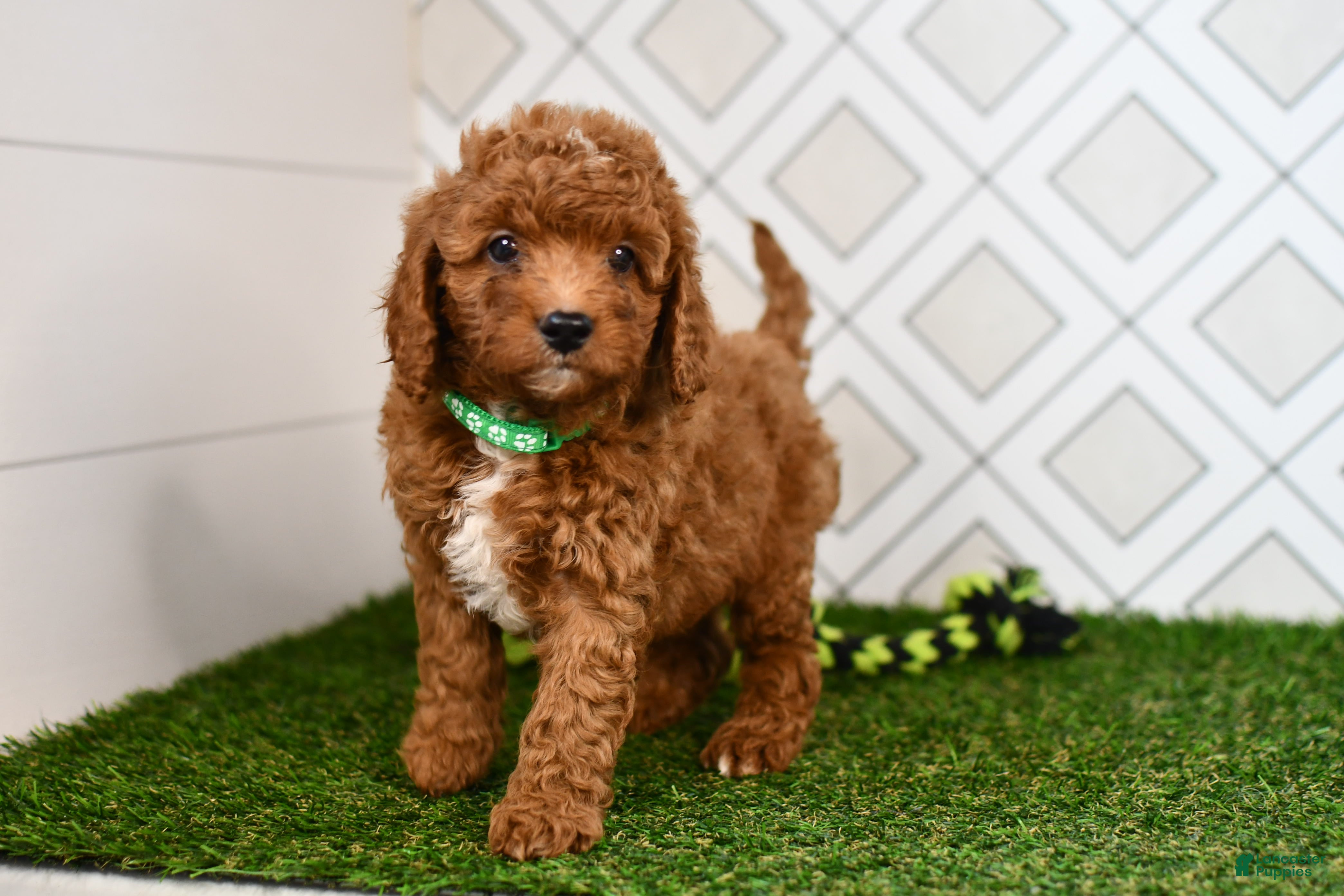 Cavapoo dogs Rolo - Ad 1