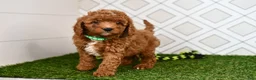Cavapoo dogs for sale: Rolo - Ad 1