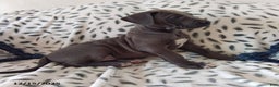 Great Dane dogs for sale: Kyla - Ad 3