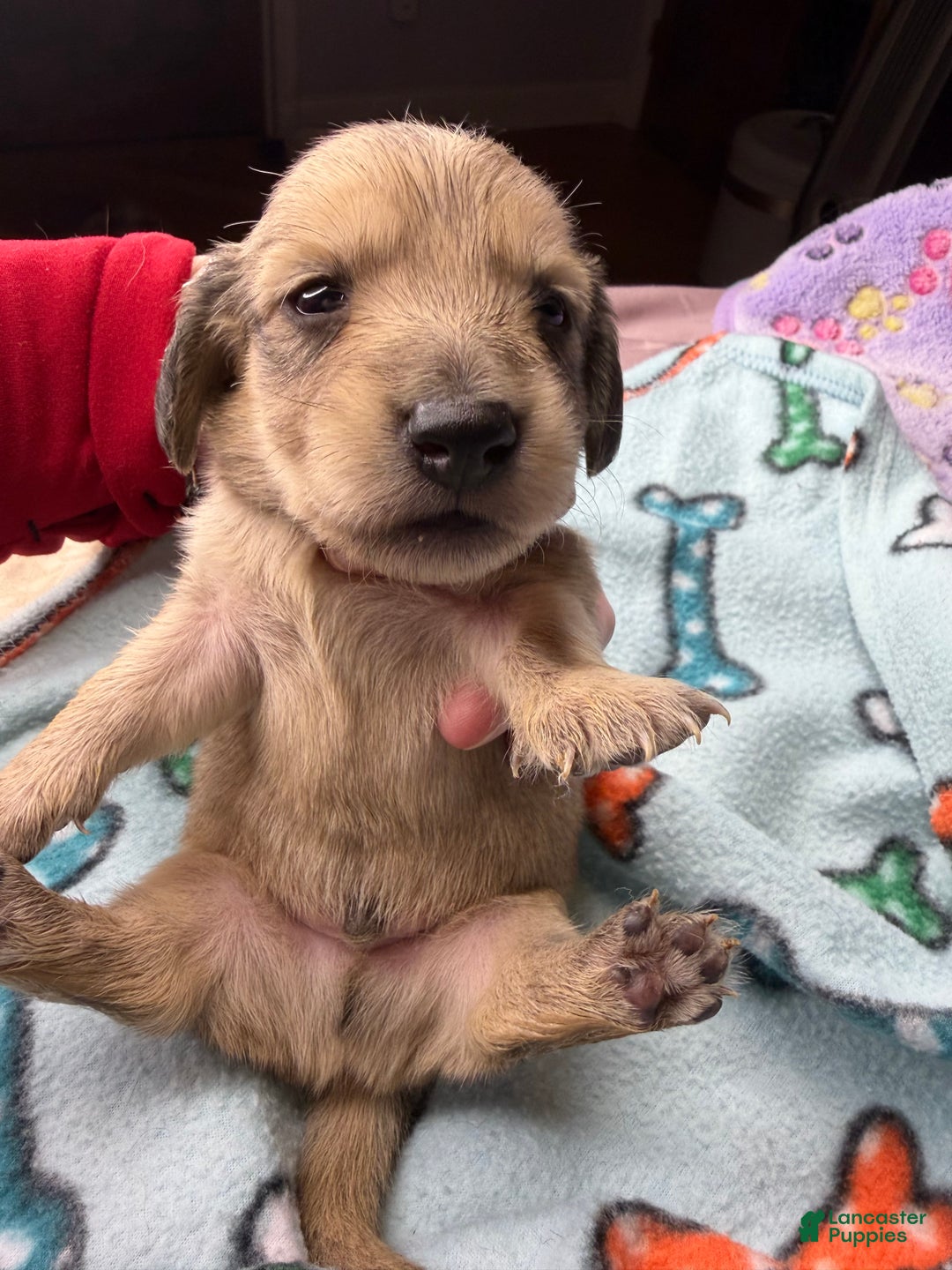 Miniature Dachshund dogs for sale: Cream - Ad 34