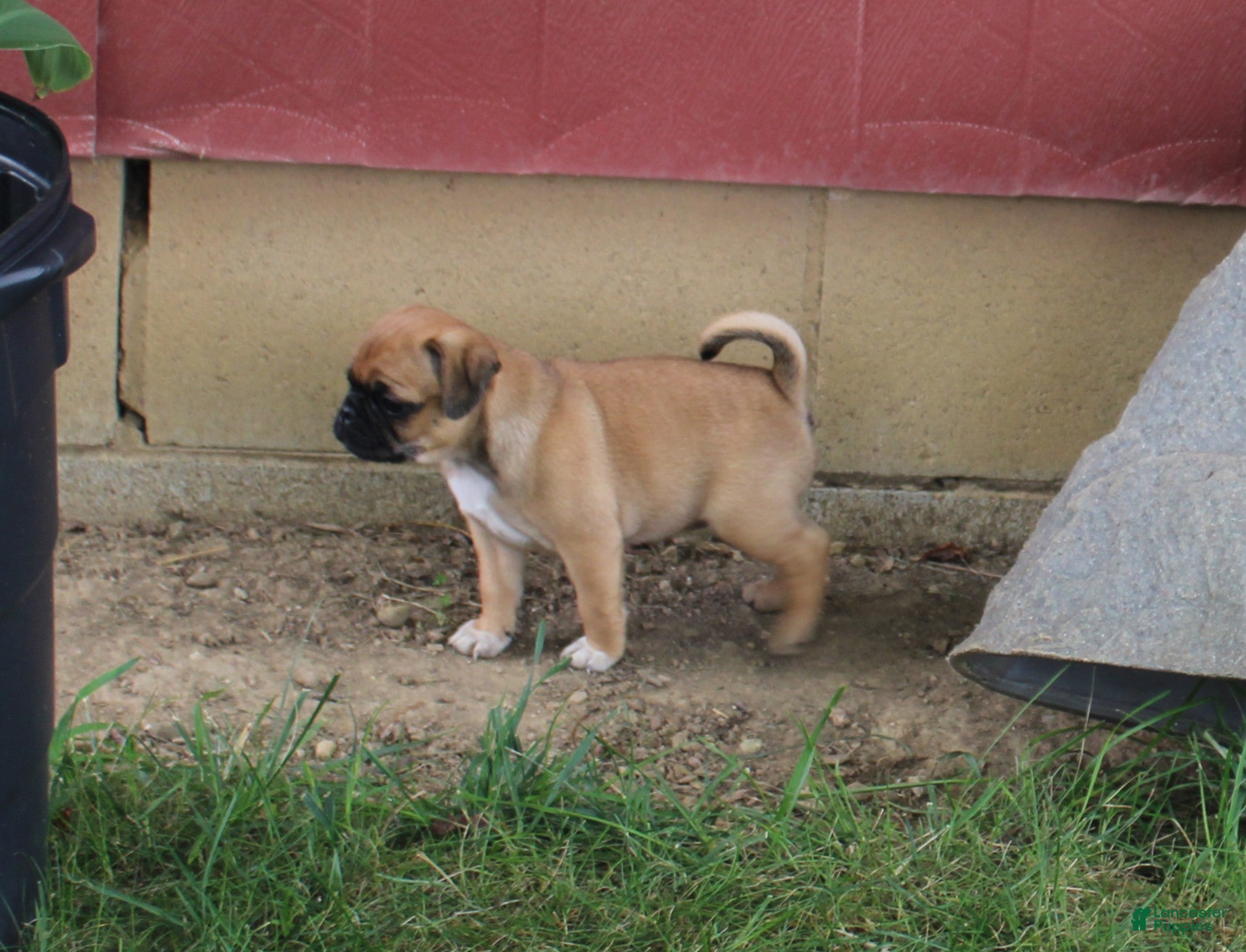 Jug dogs Sherena - Ad 2