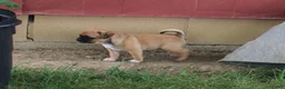 Jug dogs for sale: Sherena - Ad 2