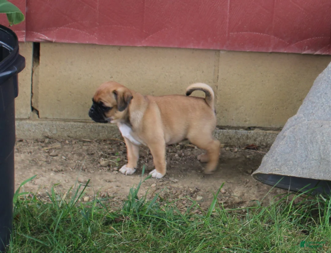 Jug dogs for sale: Sherena - Ad 2