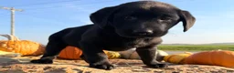 Labrador Retriever dogs for sale: Remy  - Ad 3