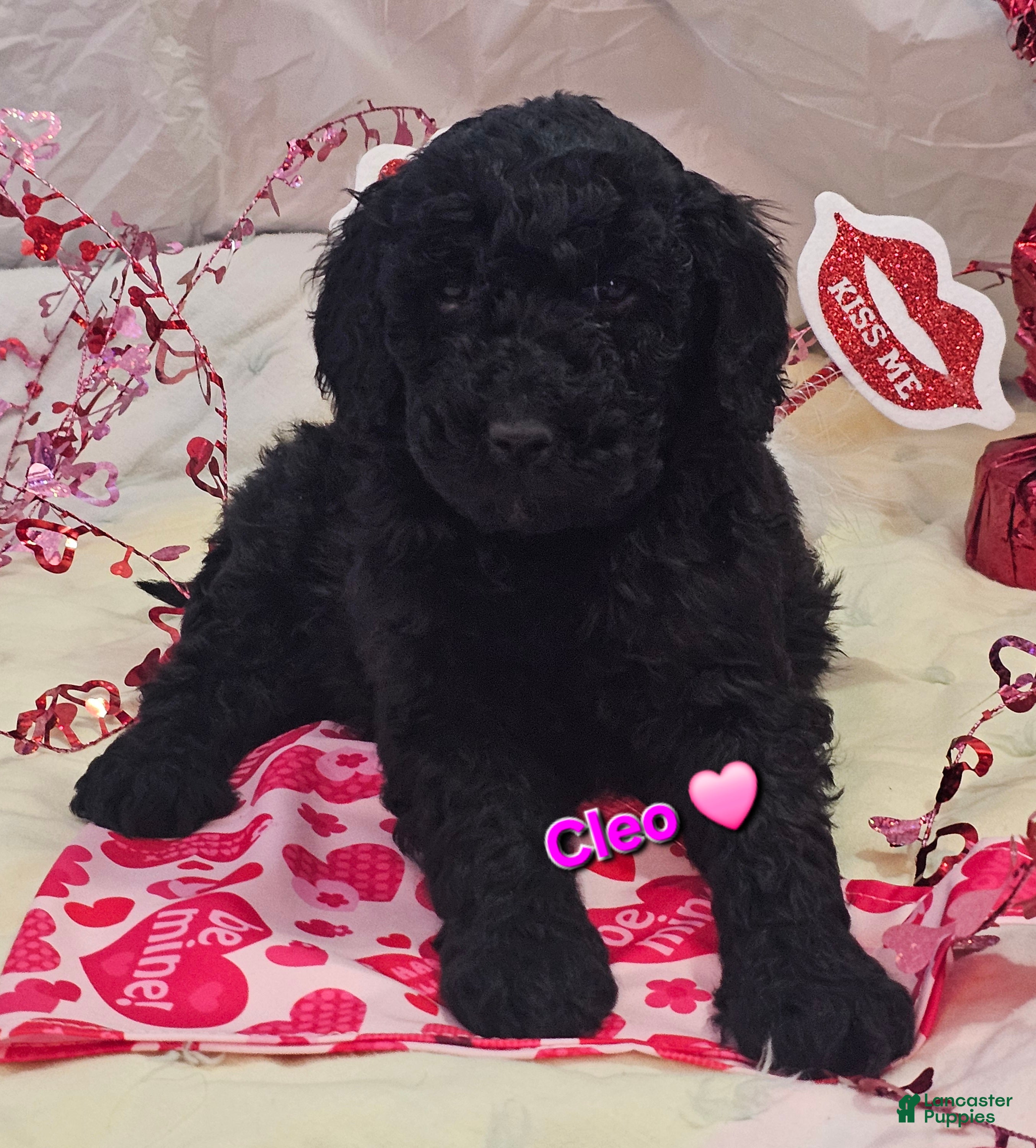 Goldendoodle dogs Cleo - Ad 28