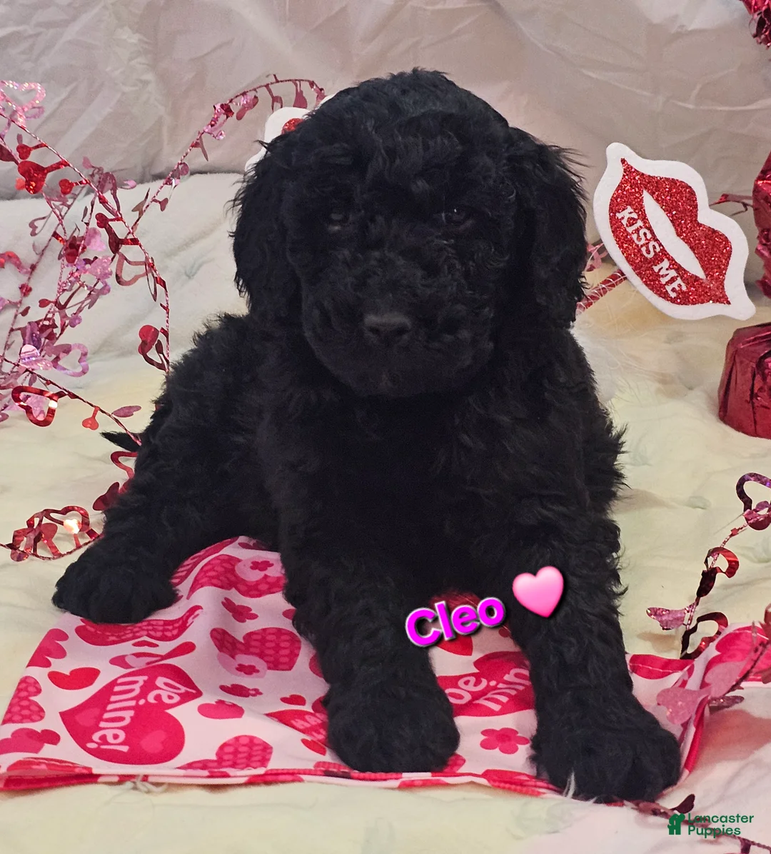 Goldendoodle dogs for sale: Cleo - Ad 1