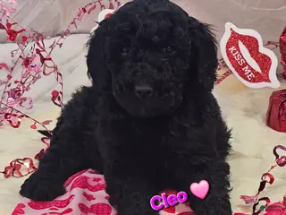 Goldendoodle dogs Cleo - Ad 28