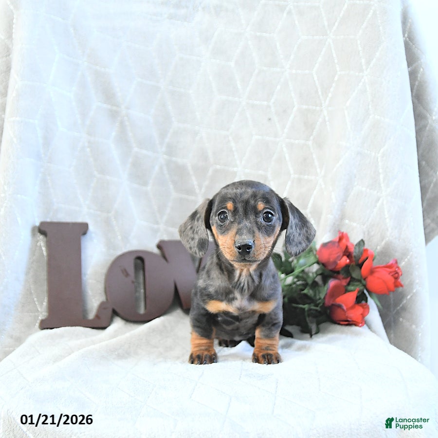 Miniature Dachshund dogs Mia  - Ad 2