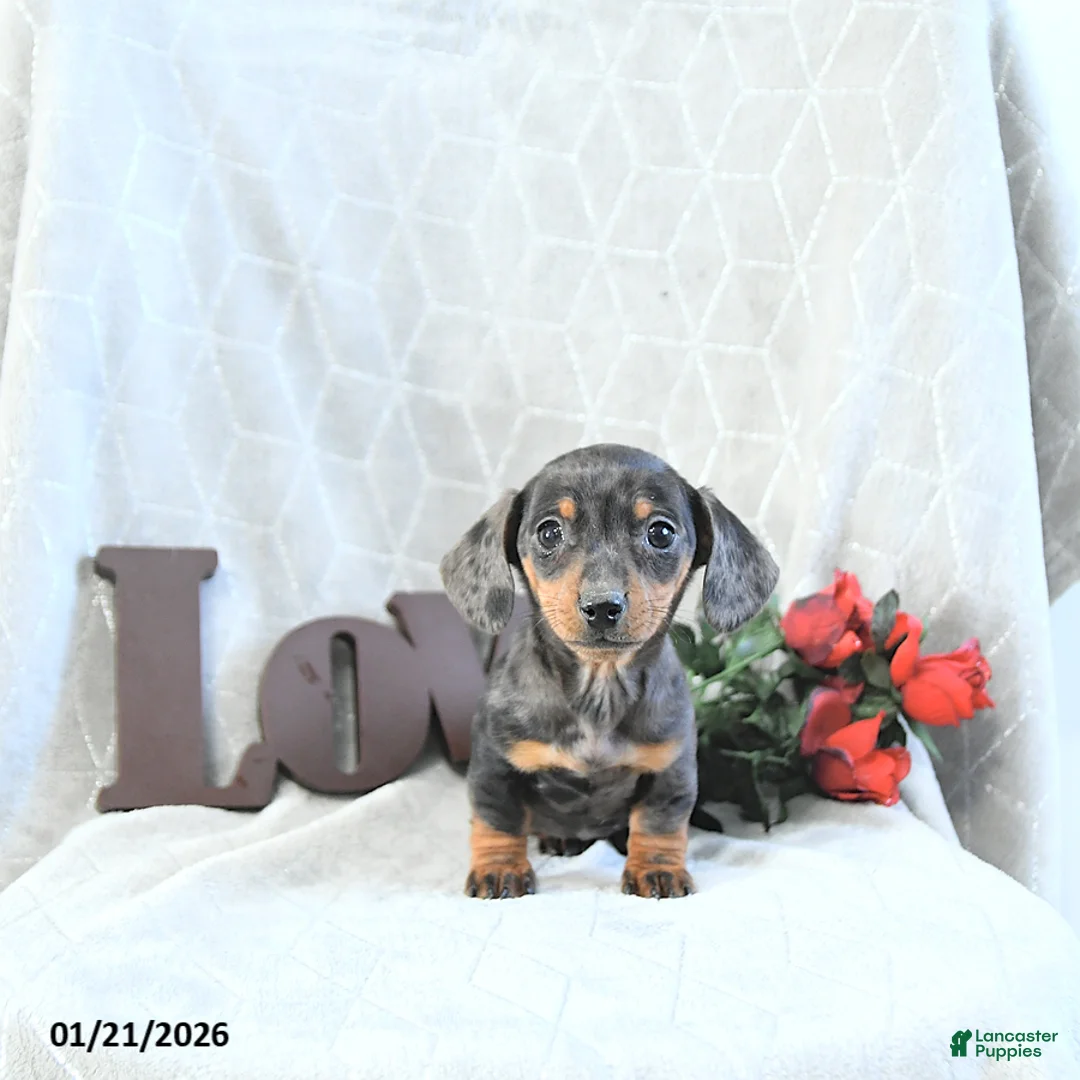 Miniature Dachshund dogs for sale: Mia  - Ad 2