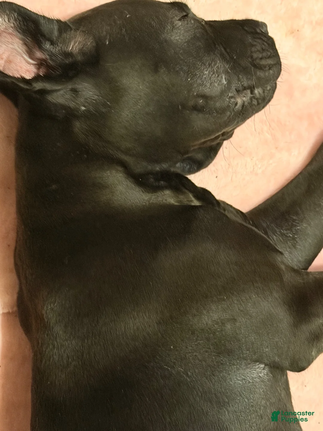 Mixed Breed dogs for sale: Mixed Breed 1 - Ad 2
