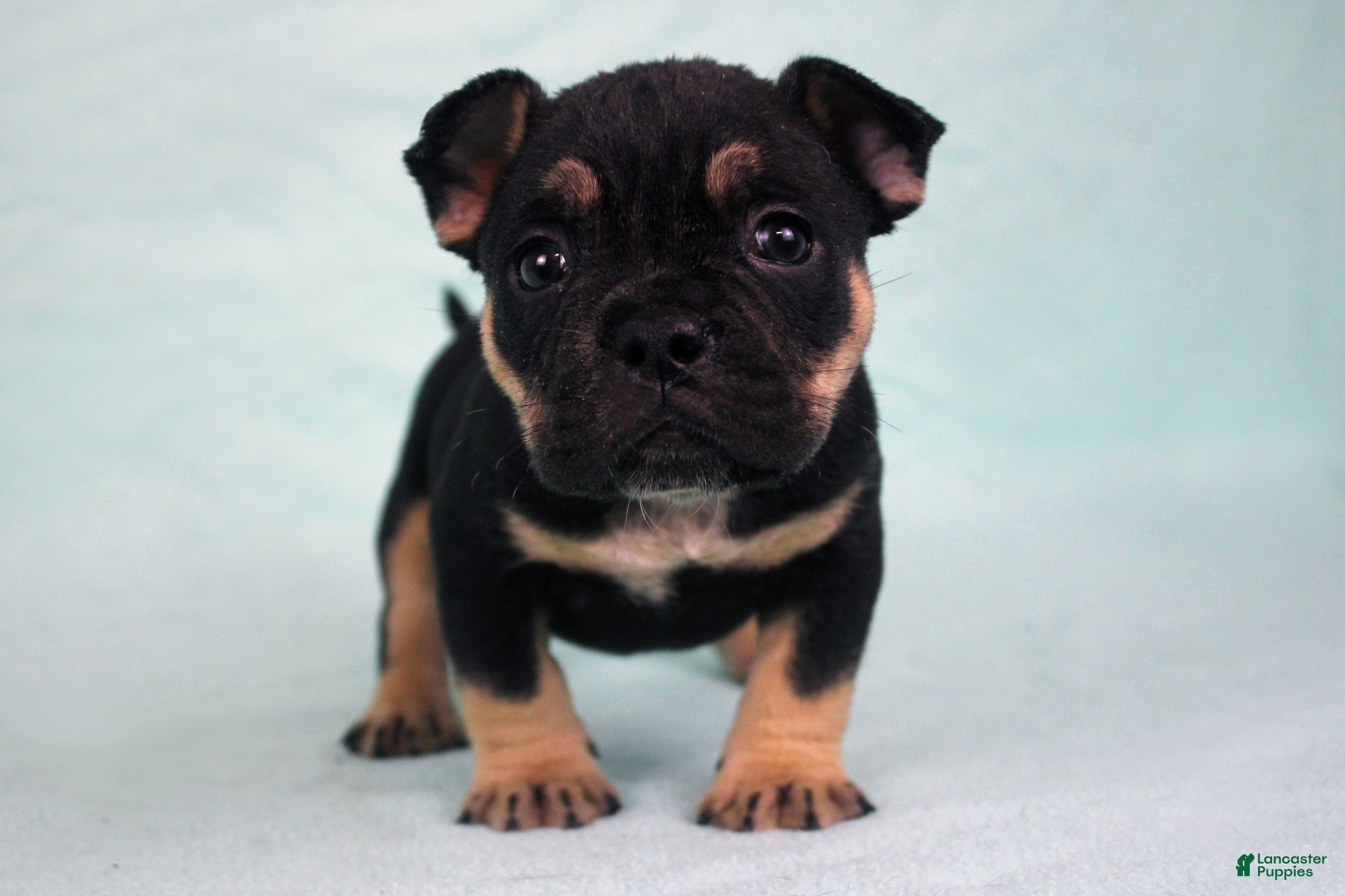American Bully dogs Black Tri Female - Ad 1