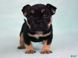 American Bully dogs for sale: Black Tri Female - Ad 4