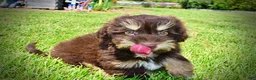 Havapoo dogs for sale: Epic - Ad 19