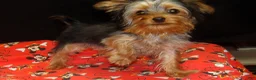 Yorkshire Terrier dogs for sale: Yorkshire Terrier 2 - Ad 10
