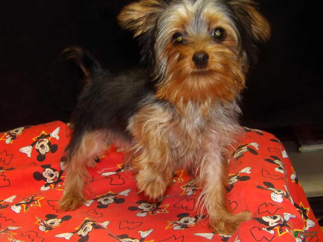 Yorkshire Terrier dogs for sale: Yorkshire Terrier 2 - Ad 10