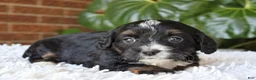 Mini Bernedoodle dogs for sale: Ella - Ad 4