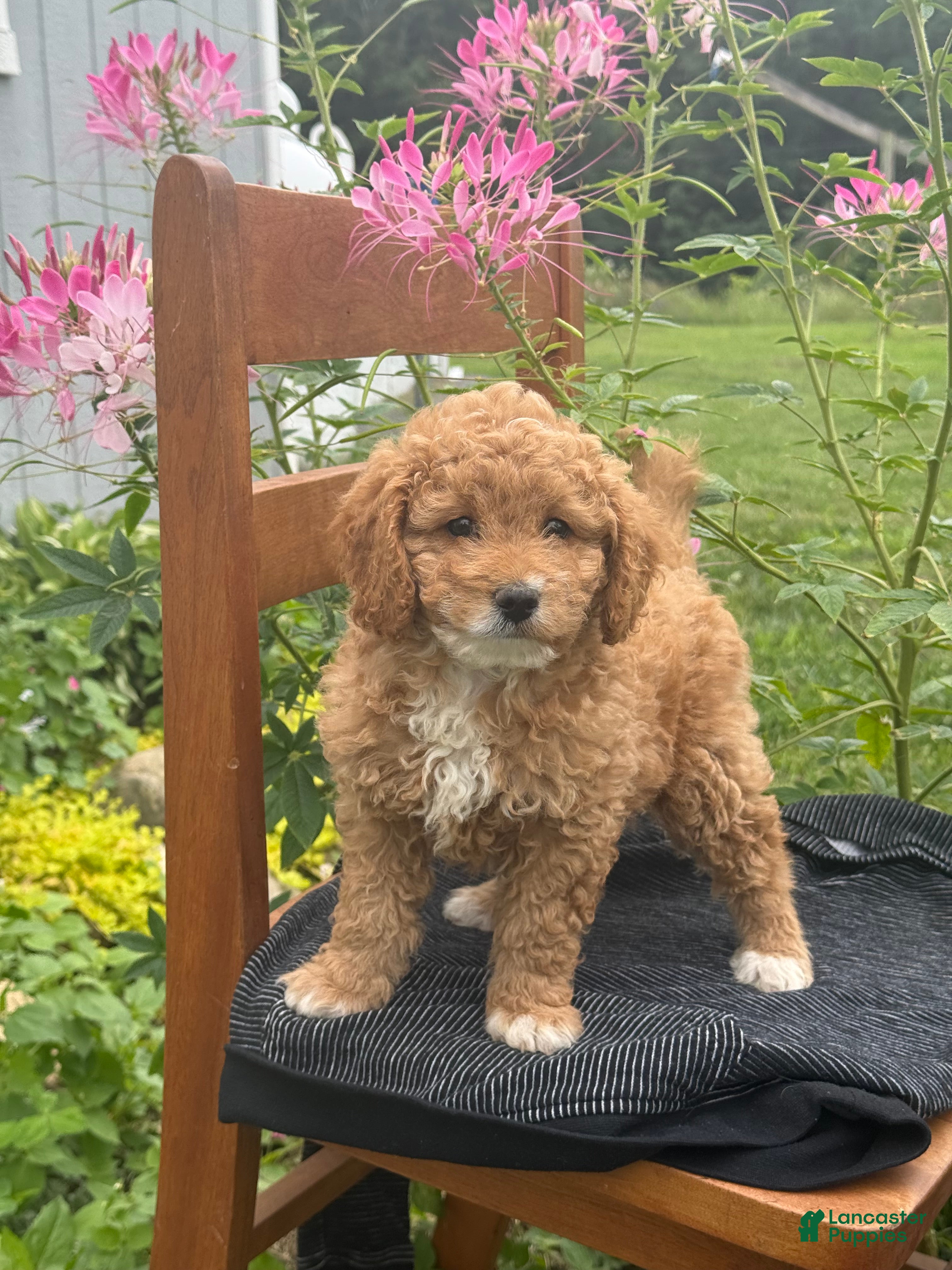 Mini Goldendoodle dogs Goldilocks - Ad 2