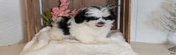Teddy Bear dogs for sale: Grady  - Ad 7