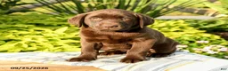 Labrador Retriever dogs for sale: Lucille - Ad 1