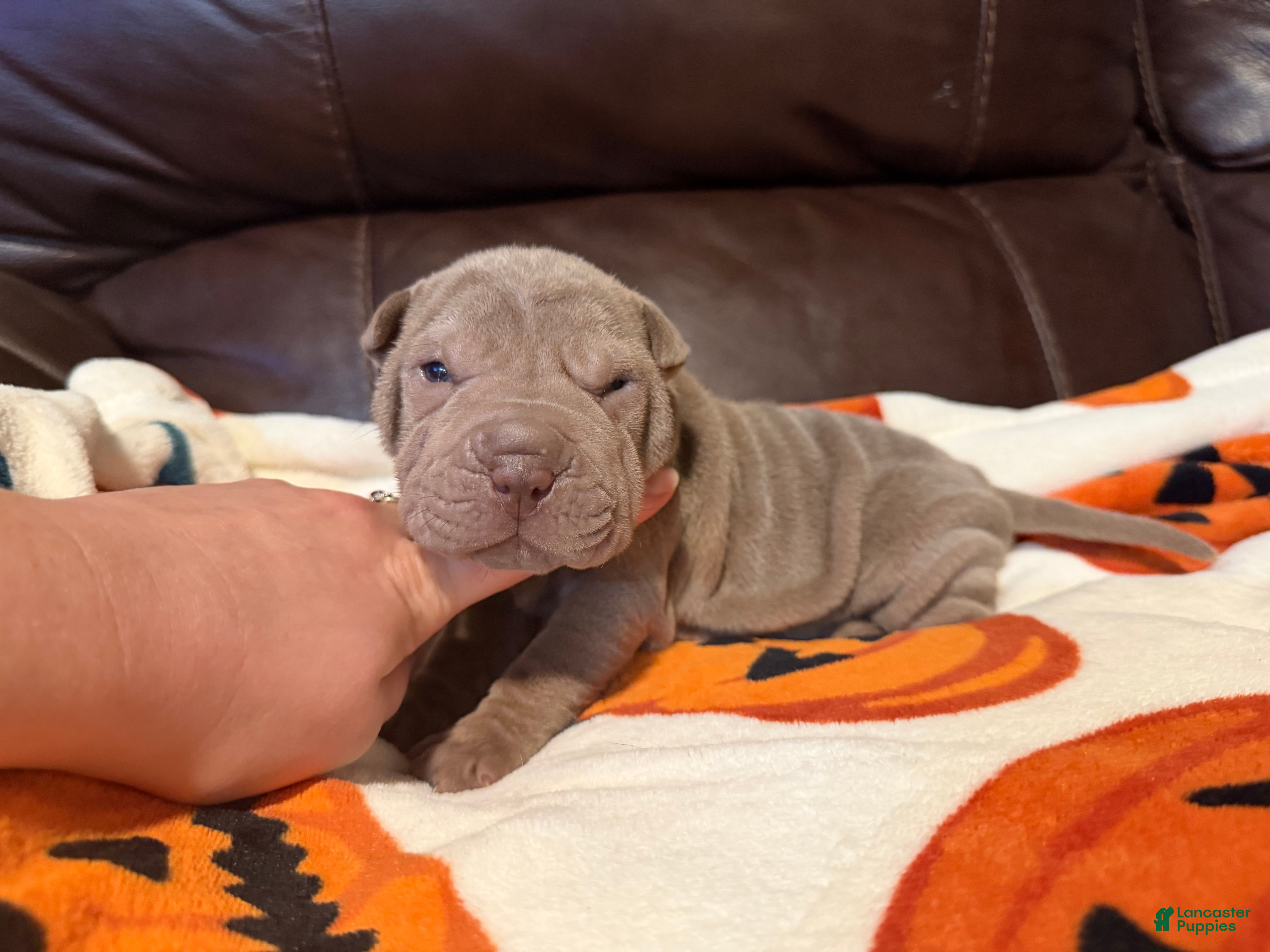 Shar Pei dogs for sale: Pistachio - Ad 1