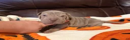 Shar Pei dogs for sale: Pistachio - Ad 1