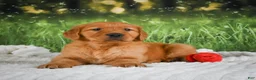 Golden Retriever dogs for sale: Jack - Ad 5