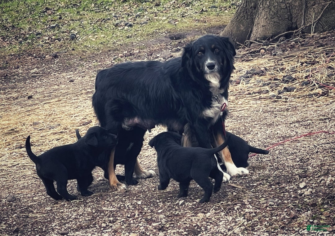 Mixed Breed dogs for sale: Mixed Breed Puppy 10 - Ad 2