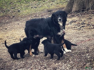 Mixed Breed dogs Mixed Breed Puppy 7 - Ad 3