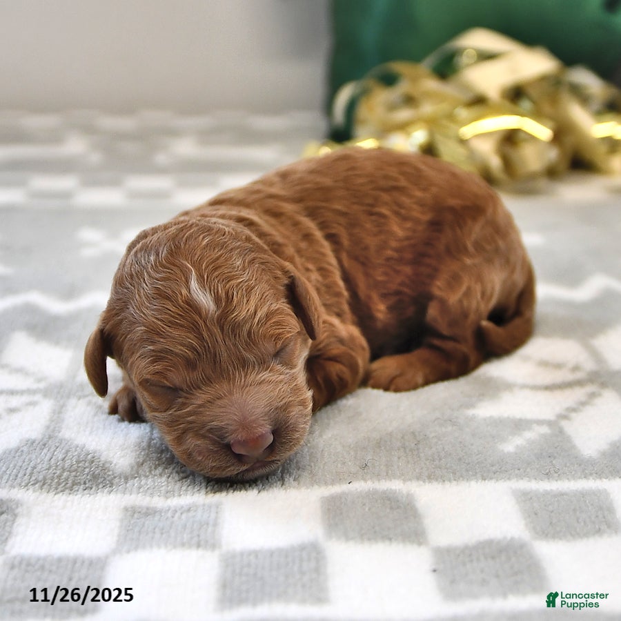 Mini Goldendoodle dogs Forest - Ad 37