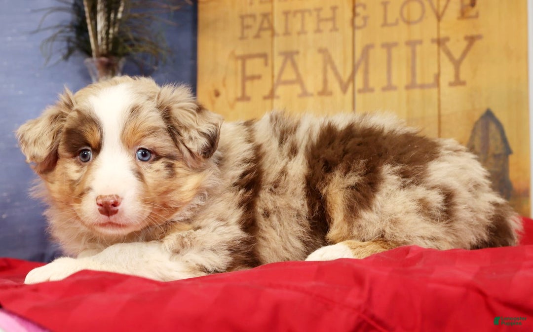 Miniature Australian Shepherd dogs for sale: Duke - Ad 2