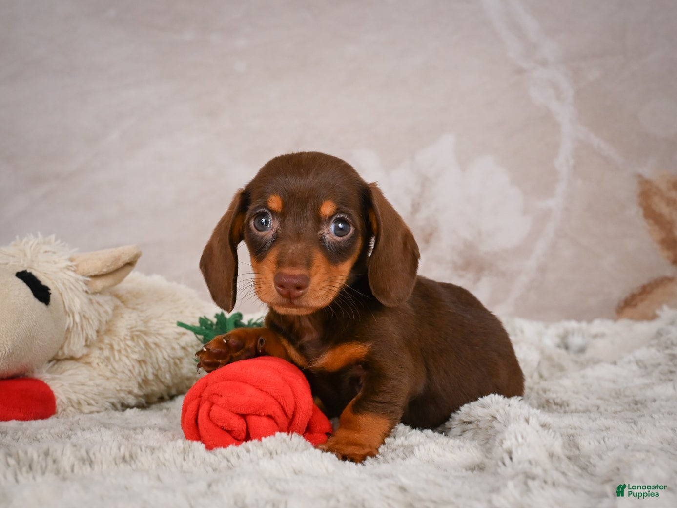 Miniature Dachshund dogs Snoopy - Ad 2