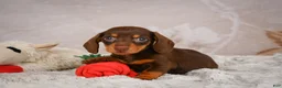Miniature Dachshund dogs for sale: Snoopy - Ad 2