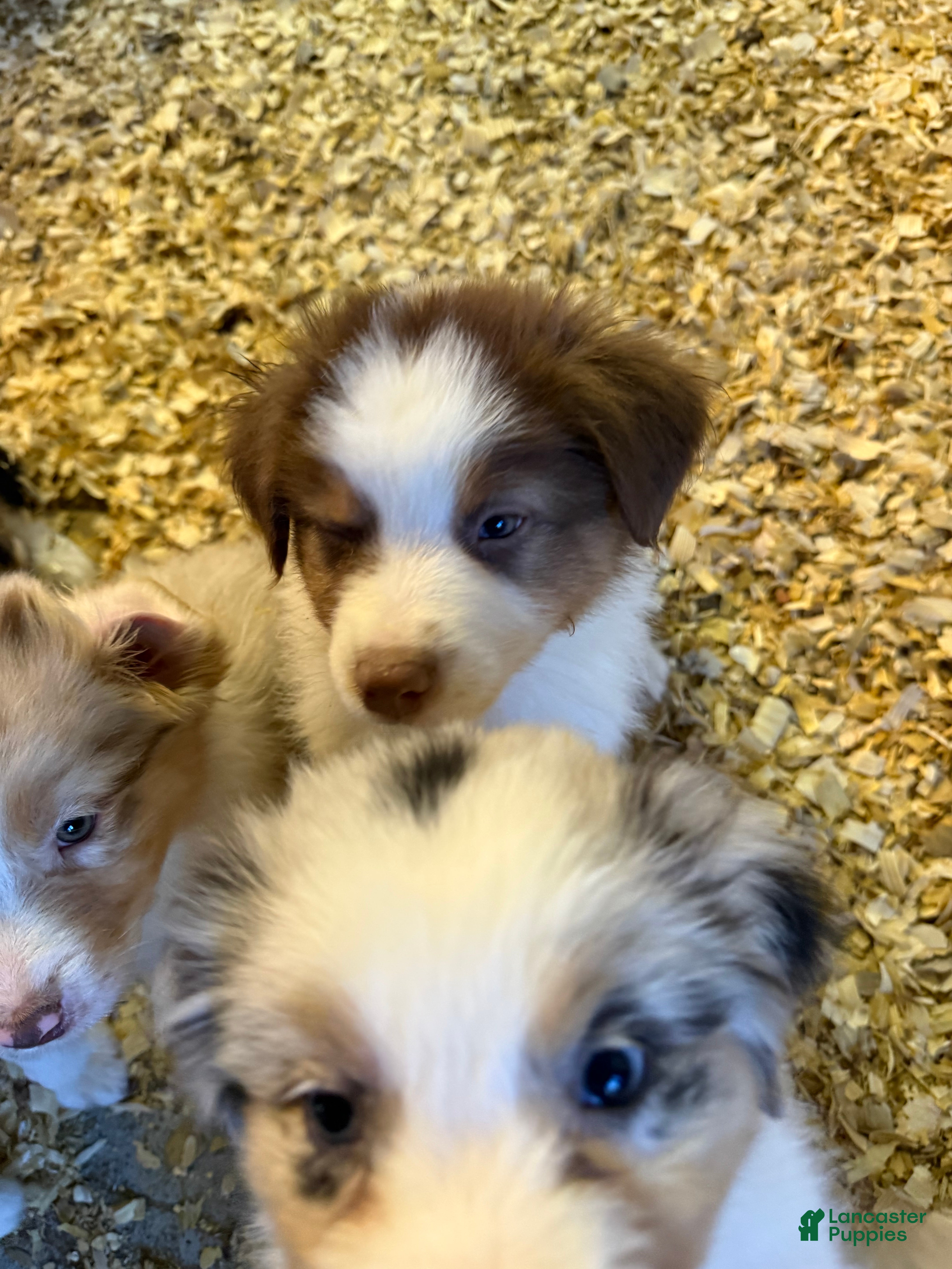 Australian Shepherd dogs Australian Shepherd Puppy 6 - Ad 5