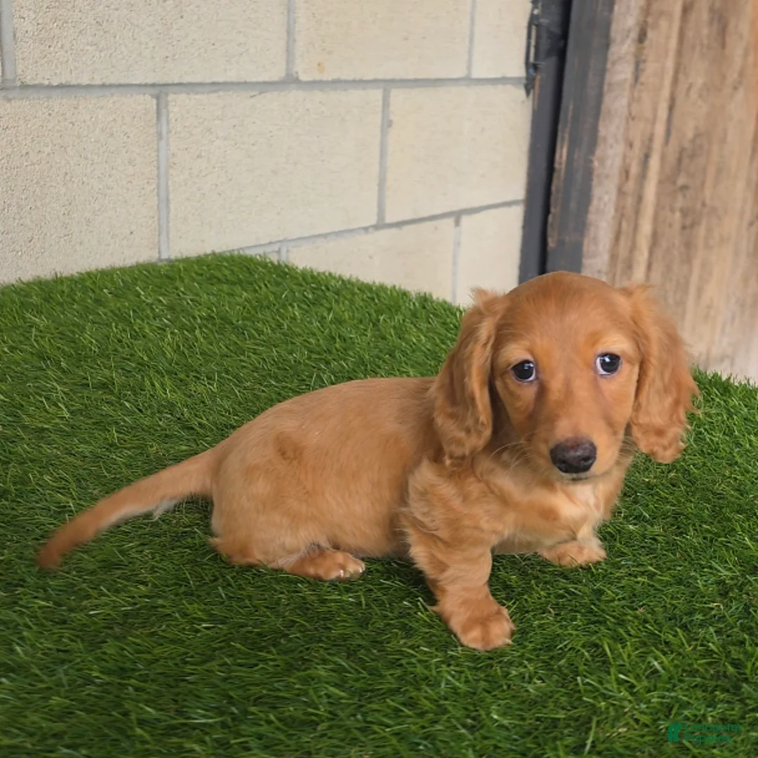 Miniature Dachshund dogs for sale: Sabrina - Ad 2