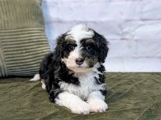 Mini Bernedoodle dogs Lana - Ad 5