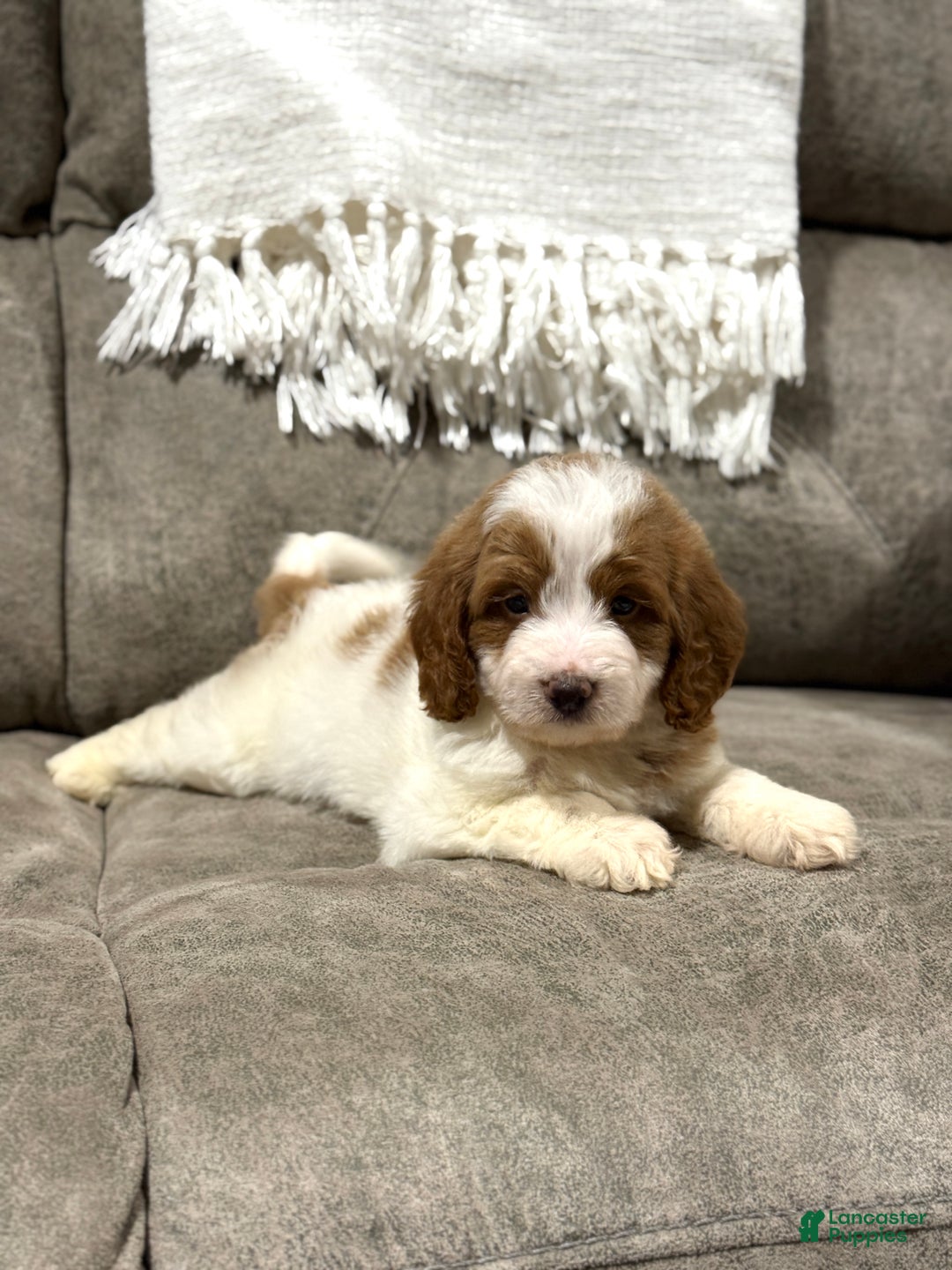 Goldendoodle dogs for sale: Piper - Ad 9